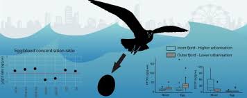 Attēlu rezultāti vaicājumam “Larus argentatus eggs”