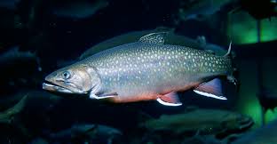Image result for Salvelinus fontinalis