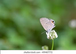 Attēlu rezultāti vaicājumam “Everes argiades underside”