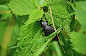 Attēlu rezultāti vaicājumam “Carabus coriaceus”