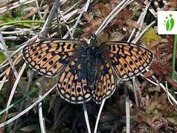 Attēlu rezultāti vaicājumam “Boloria eunomia underside”