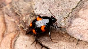 Attēlu rezultāti vaicājumam “Scaphidium quadrimaculatum”