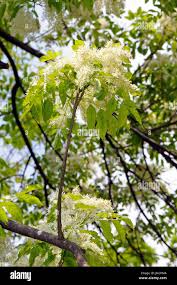 Attēlu rezultāti vaicājumam “Fraxinus excelsior flower”