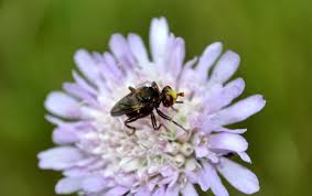 Attēlu rezultāti vaicājumam “Diderma tigrinum young”