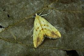 Attēlu rezultāti vaicājumam “Evergestis extimalis”