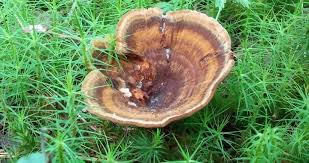 Attēlu rezultāti vaicājumam “Coltricia perennis”