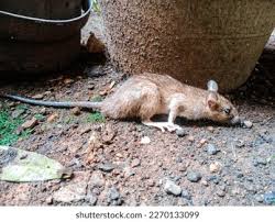 Attēlu rezultāti vaicājumam “Muridae”