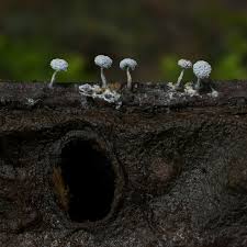 Attēlu rezultāti vaicājumam “Didymium squamulosum spores”