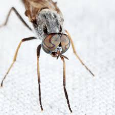 Attēlu rezultāti vaicājumam “Therevidae”