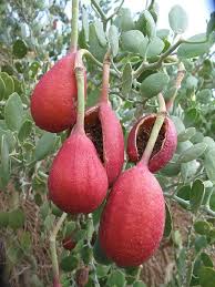 Attēlu rezultāti vaicājumam “Astragalus danicus fruit”