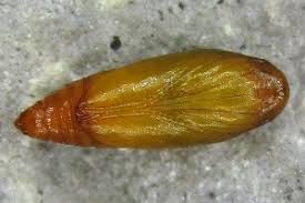 Attēlu rezultāti vaicājumam “Gelechia scotinella”