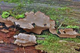 Attēlu rezultāti vaicājumam “Phellinus nigrolimitatus”