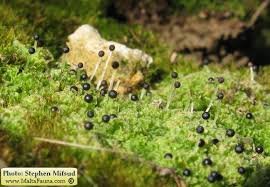Attēlu rezultāti vaicājumam “Fossombronia wondraczekii sporophyte”