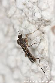 Attēlu rezultāti vaicājumam “Sylvicola sp.”