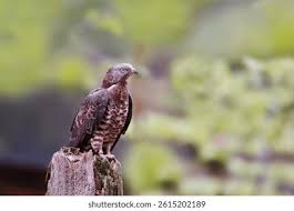 Attēlu rezultāti vaicājumam “Pernis apivorus”