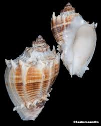 Image result for Melongena corona