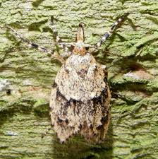 Attēlu rezultāti vaicājumam “Diurnea fagella”