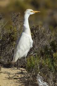 Attēlu rezultāti vaicājumam “Bubulcus ibis”