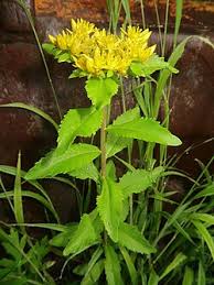 Attēlu rezultāti vaicājumam “Sedum aizoon leaf”