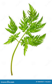 Attēlu rezultāti vaicājumam “Anthriscus sylvestris leaf”