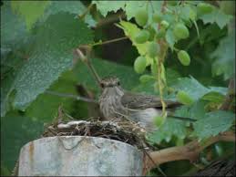 Attēlu rezultāti vaicājumam “Muscicapa striata nest”