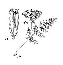 Image result for Carum carvi