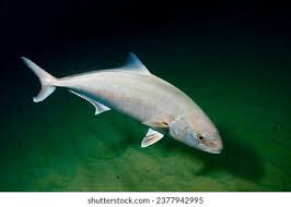 Image result for Seriola rivoliana