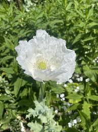 Image result for Papaver somniferum White Cloud