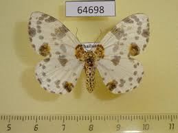 Attēlu rezultāti vaicājumam “Abraxas sylvata”