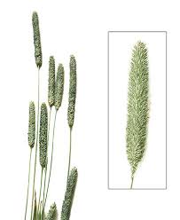 Attēlu rezultāti vaicājumam “Phleum pratense”