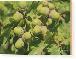 Attēlu rezultāti vaicājumam “Quercus robur fruit”