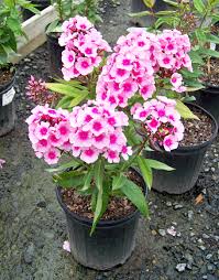 Image result for Phlox paniculata `Bright Eyes`
