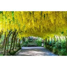 Attēlu rezultāti vaicājumam “Laburnum anagyroides flower”