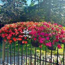 Image result for Impatiens balsamina