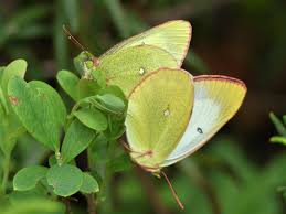 Attēlu rezultāti vaicājumam “Colias palaeno upperside”