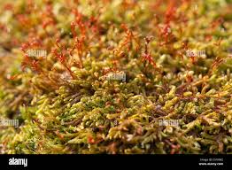 Attēlu rezultāti vaicājumam “Hypnum cupressiforme sporophyte”