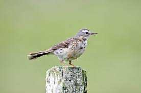 Image result for Anthus spinoletta