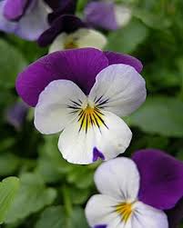 Attēlu rezultāti vaicājumam “Viola tricolor”