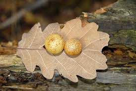 Attēlu rezultāti vaicājumam “Cynips quercusfolii”