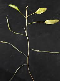 Attēlu rezultāti vaicājumam “Potamogeton rutilus”