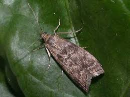 Attēlu rezultāti vaicājumam “Sciota adelphella”