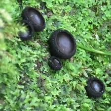 Attēlu rezultāti vaicājumam “Pseudoplectania nigrella”