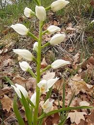 Attēlu rezultāti vaicājumam “Cephalanthera longifolia”