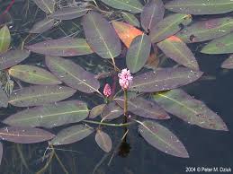 Attēlu rezultāti vaicājumam “Polygonum amphibium leaf”