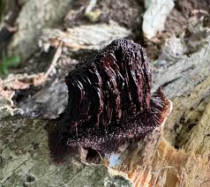 Attēlu rezultāti vaicājumam “Stemonitis splendens spores”