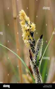 Attēlu rezultāti vaicājumam “Carex pseudocyperus male flower”