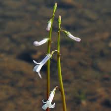 Attēlu rezultāti vaicājumam “Lobelia dortmanna flower”
