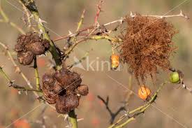 Attēlu rezultāti vaicājumam “Diplolepis rosae”