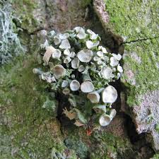 Attēlu rezultāti vaicājumam “Ramalina fastigiata”