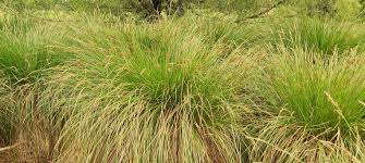 Attēlu rezultāti vaicājumam “Carex paniculata”